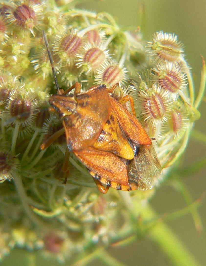 Carpocoris purpureipennis
